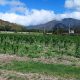 Finca en Yagua