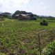 Finca en Yagua