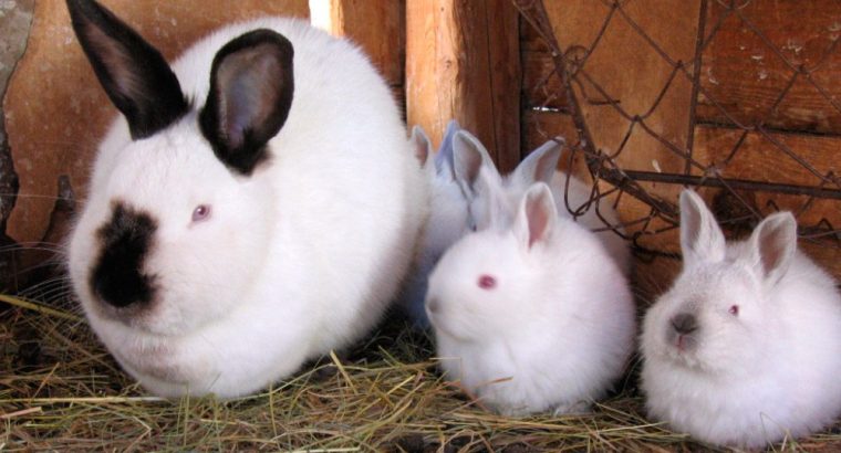 Conejos en Carabobo