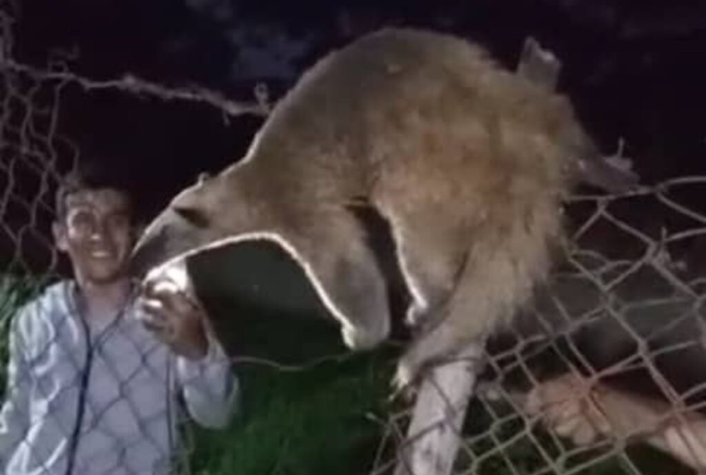 oso melero