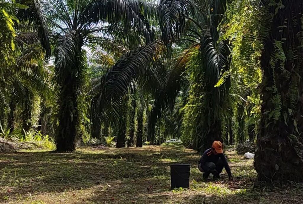 palmeros