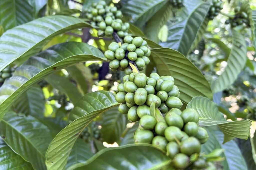 cafè aranceles latinoamerica
