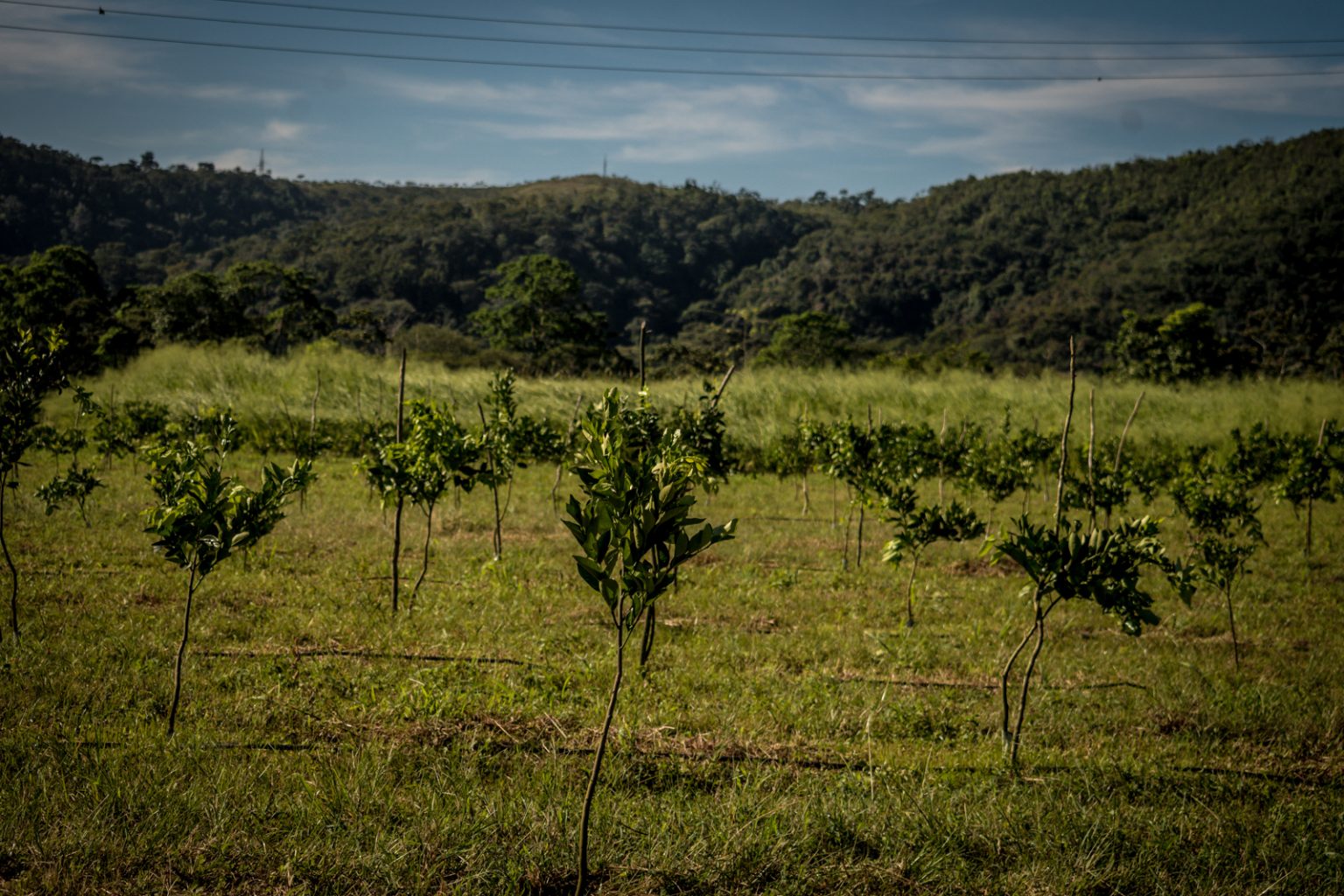 Citricultura en Carabobo
