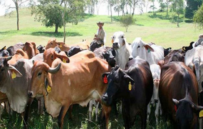Fedenaga garantizó distribución de carne será efectiva este 2017