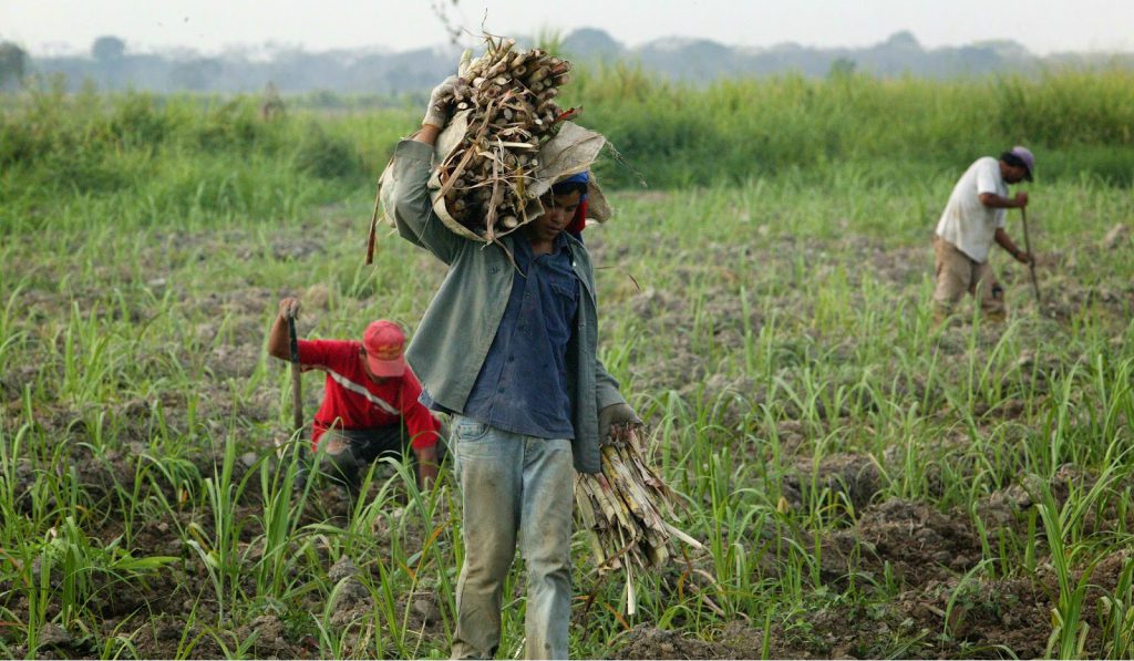 Fedeagro