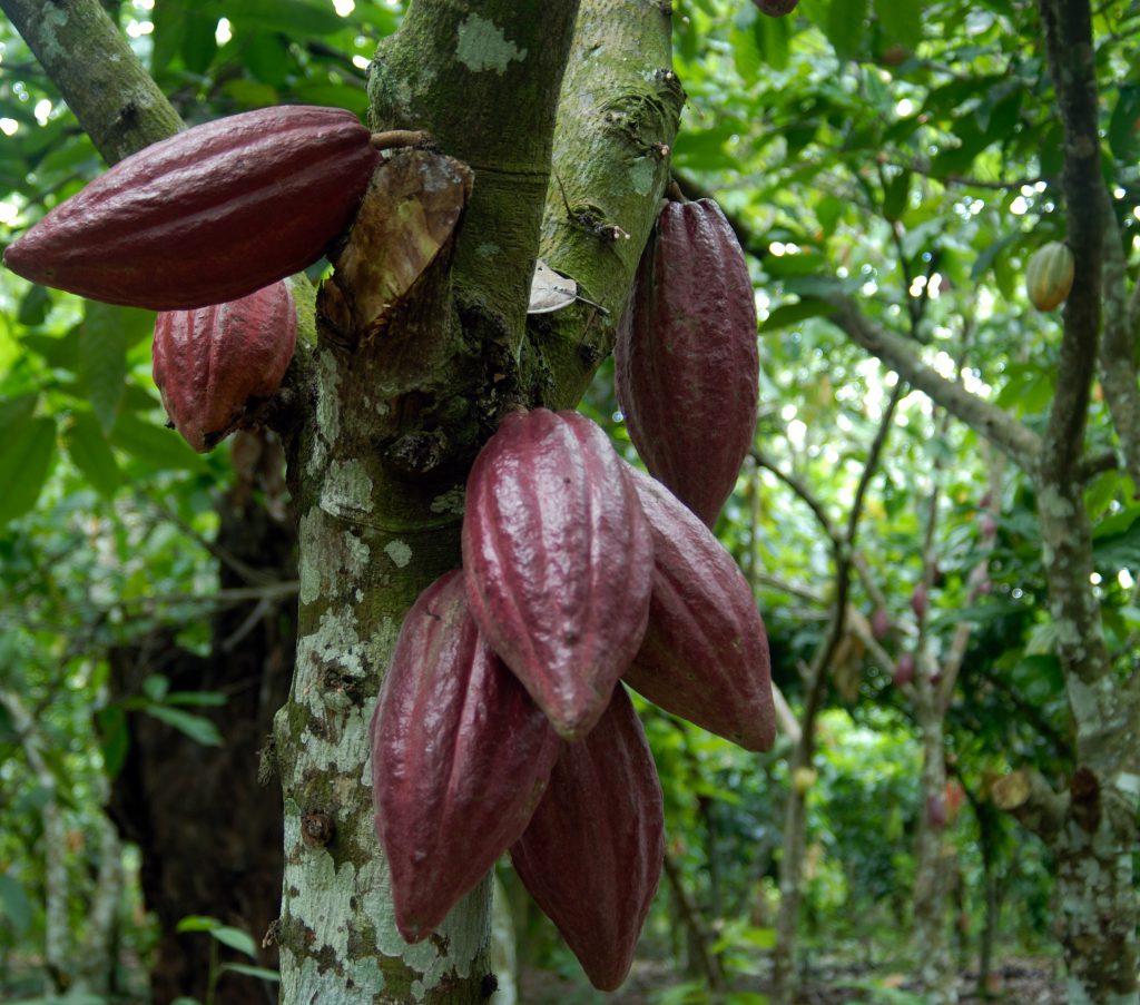 En marzo pasado, el país exportó a Estonia e Indonesia 300 toneladas de cacao, como parte del programa de comercialización internacional de