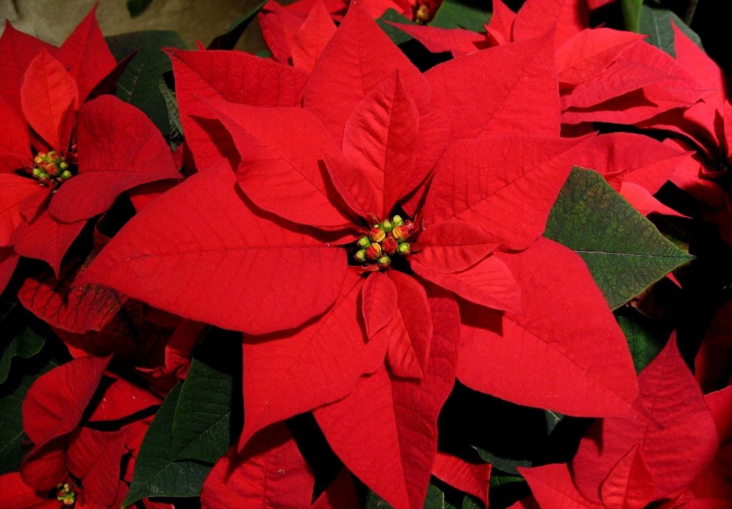 México adorna las fiestas decembrinas con su flor silvestre de Nochebuena -  El Carabobeño