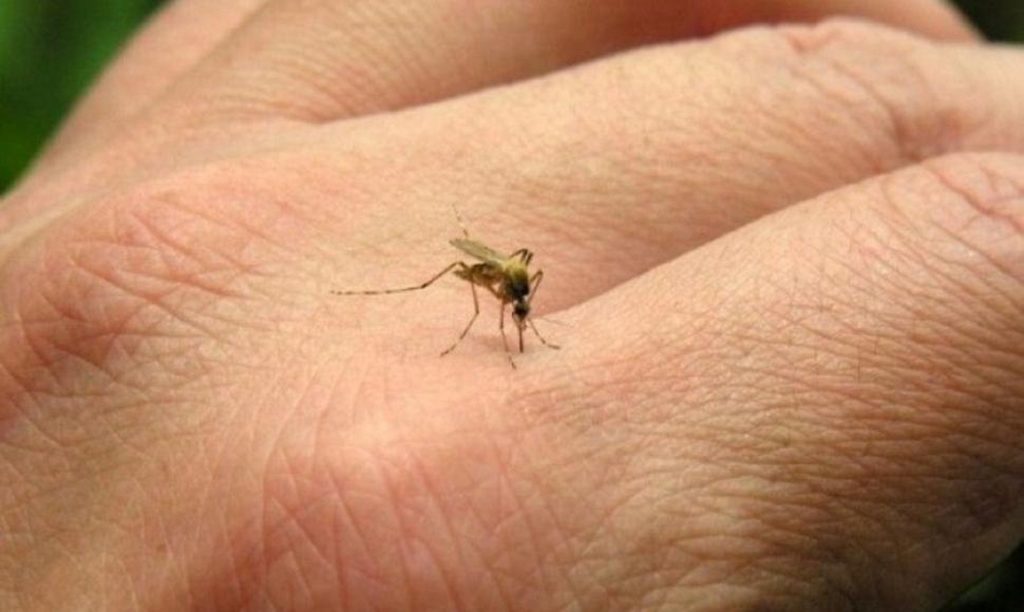 dengue
