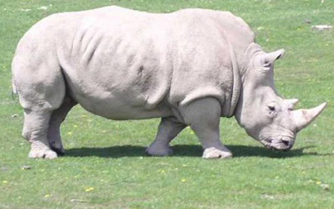 Resultado de imagen para rinoceronte blanco