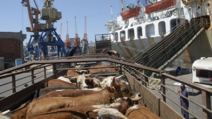 Chavismo burla el bloqueo: Se jacta de haber exportado miles de cabezas de ganado “a países amigos”