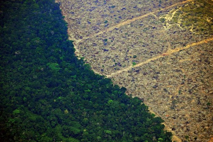 Más de 8 mil 400 km2 de selva amazónica resultaron deforestados en 2020