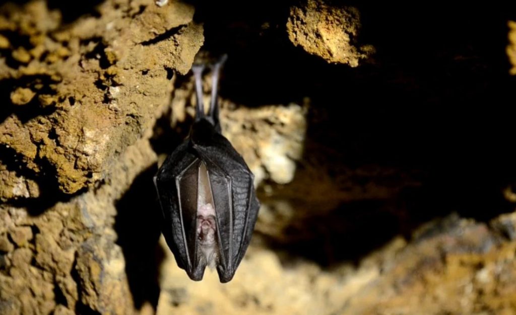 Transmisión de la COVID al hombre vía animal intermedio es una hipótesis probable, según informe de expertos