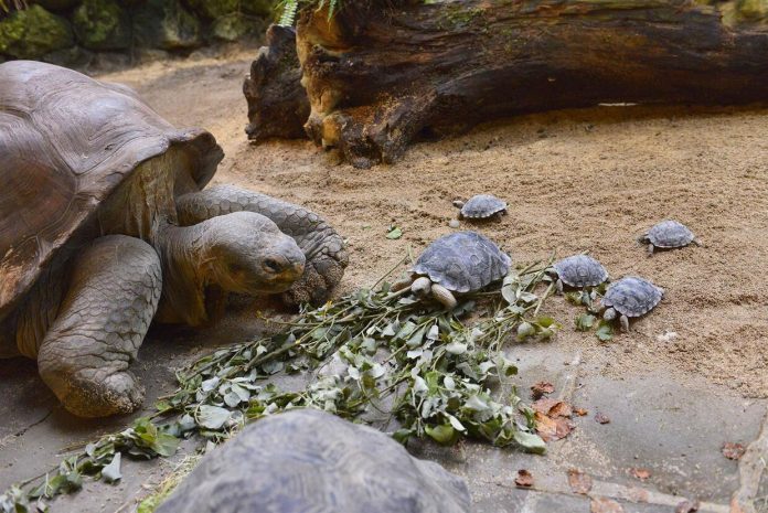 Detenido policía ecuatoriano por tráfico de 185 crías de tortuga gigante de Galápagos