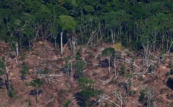 La Amazonía perdió 2,3 millones de hectáreas en 2020, su tercer peor registro