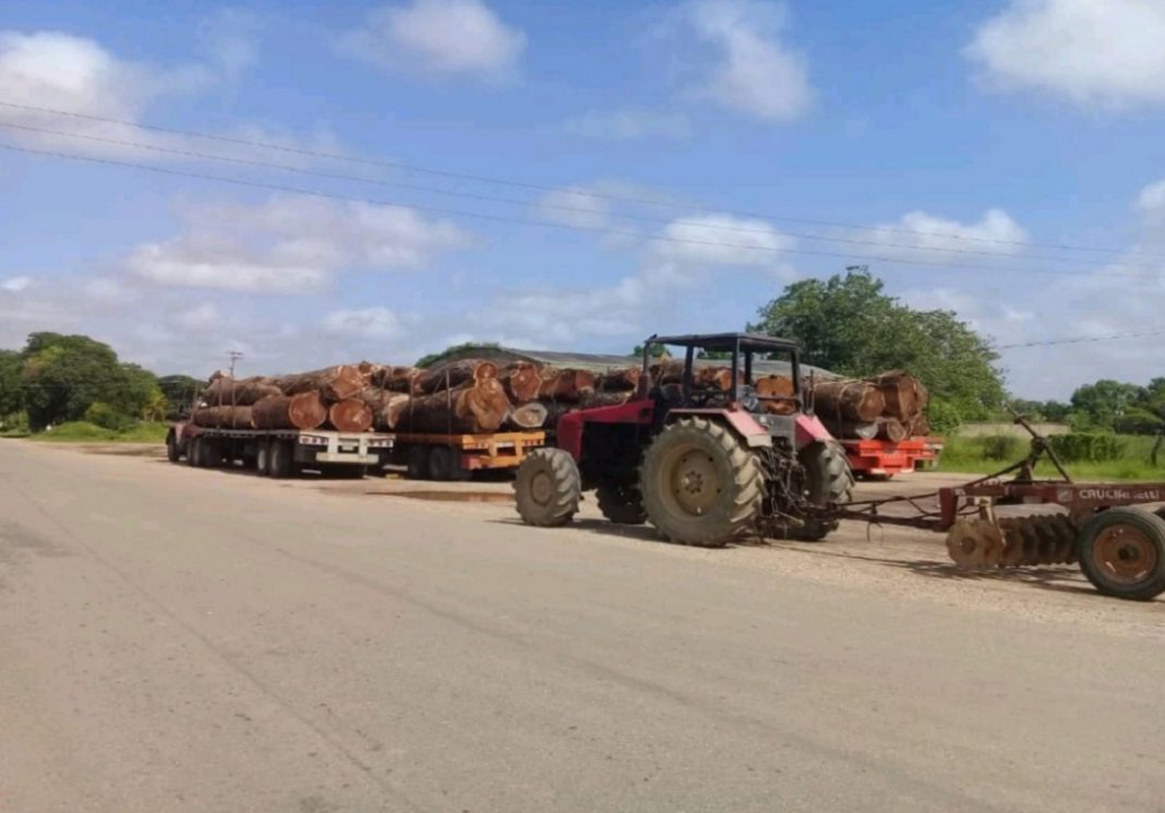 Fundaredes: Tala de más de 200 samanes en Apure financia a grupos armados irregulares