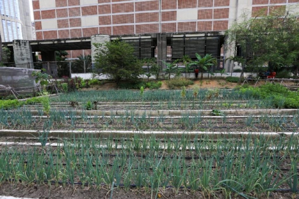 Barriadas caraqueñas se suman a plan agrourbano para sustituir importaciones