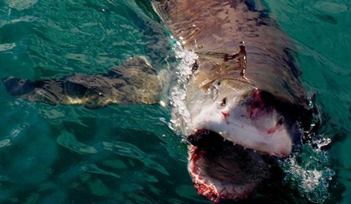 Desaparecido bañista por supuesto ataque de un tiburón en Australia