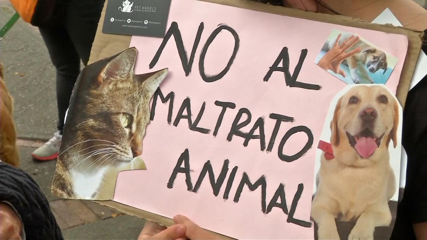 Imputados por maltrato tres adolescentes que prendieron fuego a una gata en Maturín