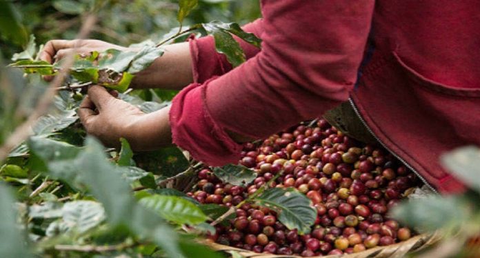 producción de café de Colombia