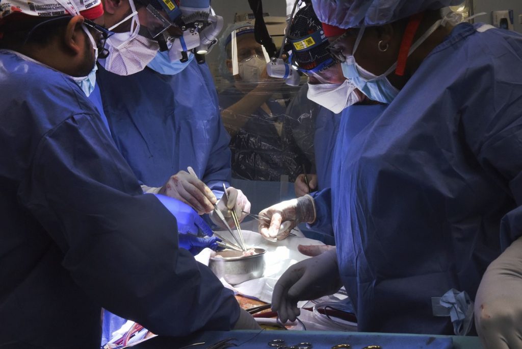 Médicos de EE.UU. trasplantan con éxito por primera vez un corazón de cerdo a un hombre