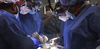 Médicos de EE.UU. trasplantan con éxito por primera vez un corazón de cerdo a un hombre