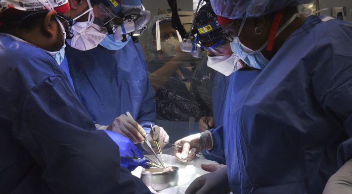 Médicos de EE.UU. trasplantan con éxito por primera vez un corazón de cerdo a un hombre