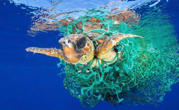 Contaminación con plásticos afecta ya al 88% de las especies marinas