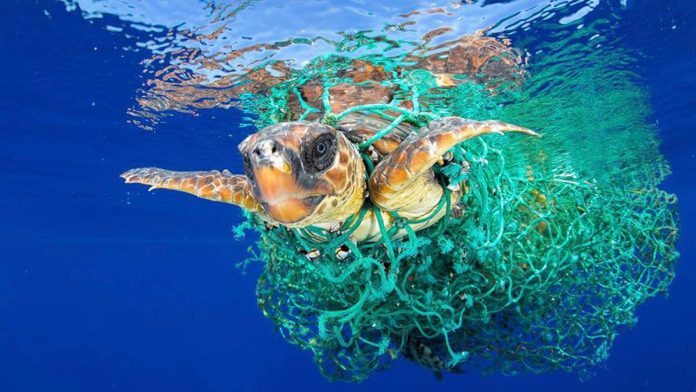 Contaminación con plásticos afecta ya al 88% de las especies marinas