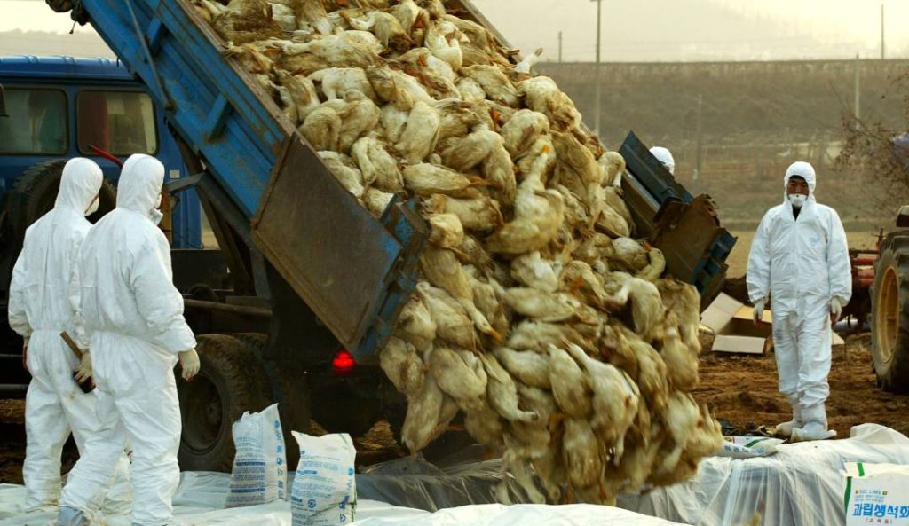 China reportó el primer caso de gripe aviar H3N8 en humanos