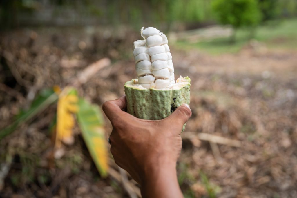 Cacaoteros venezolanos buscan elevar producción a 60 mil toneladas en tres años