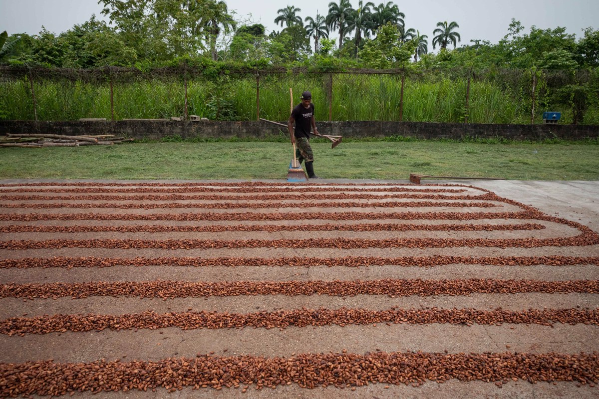 Cacaoteros venezolanos buscan elevar producción a 60 mil toneladas en tres años