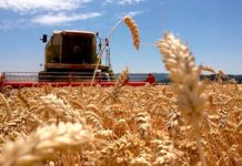 EE.UU. apoya a la ONU para buscar que el cereal ucraniano vuelva al mercado