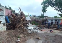 Enorme samán colapsó en Puerto Cabello y afectó dos viviendas y un vehículo