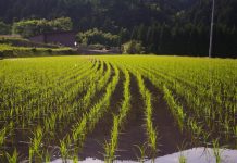 Fedeagro prevé incremento de 66% en la producción nacional de arroz este año