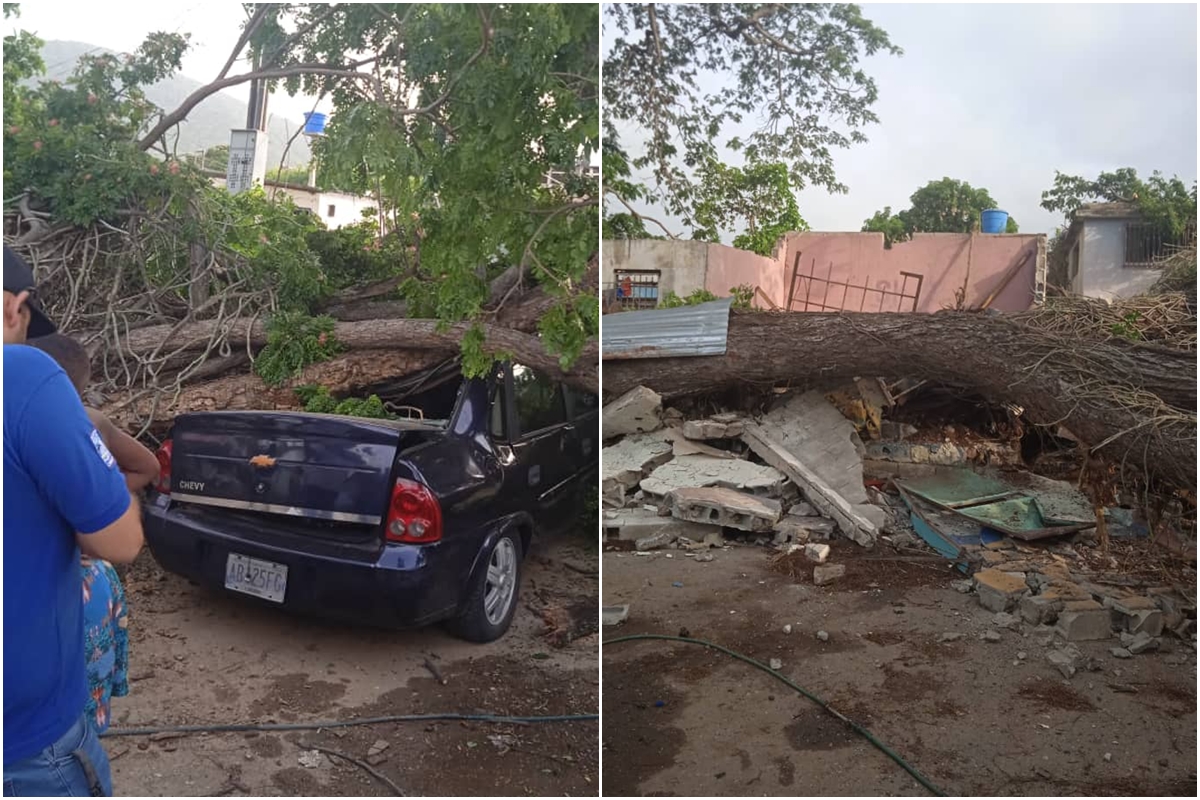 Enorme samán colapsó en Puerto Cabello y afectó dos viviendas y un vehículo