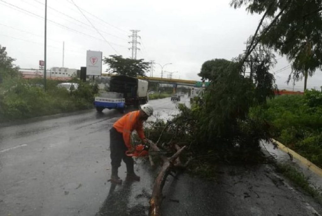 Intensas lluvias de este martes hicieron colapsar 18 árboles en Barquisimeto y Cabudare
