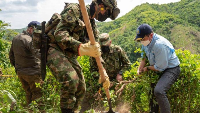 Policía colombiana cambia estrategia de erradicación de cultivos ilícitos