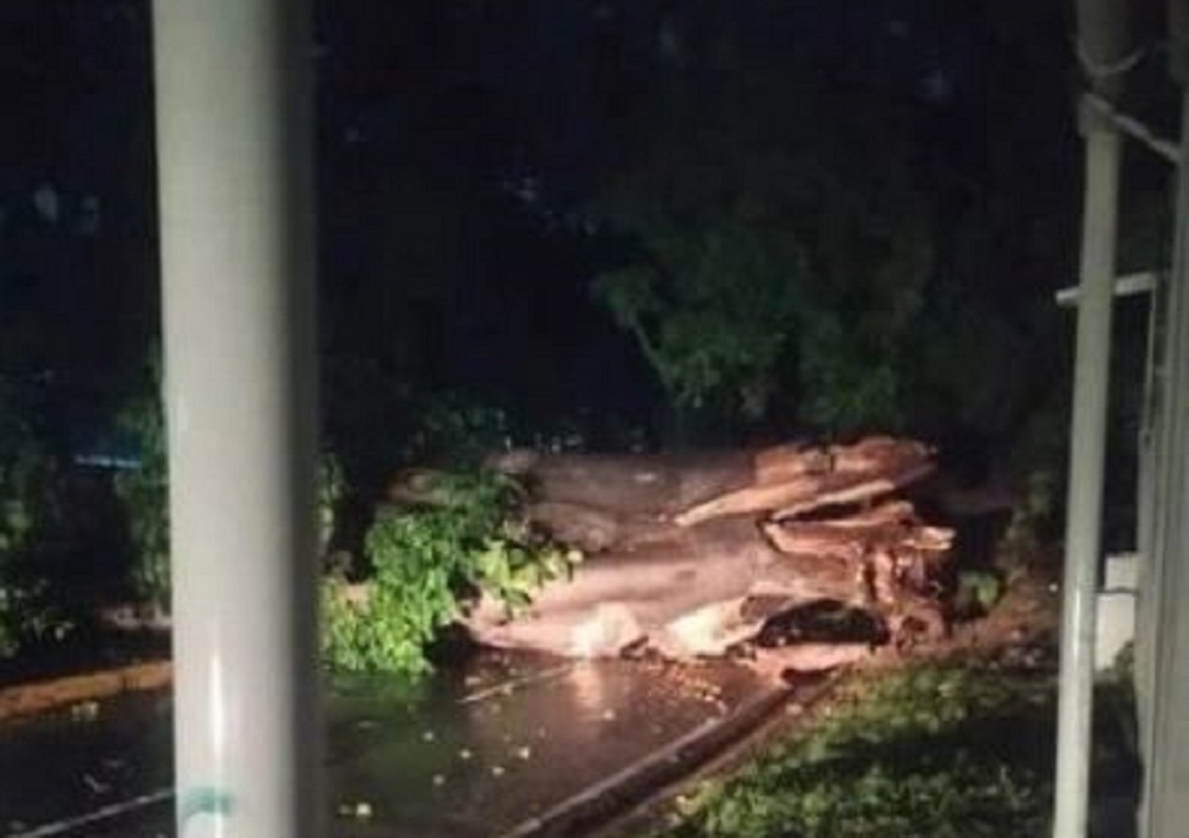 Fuertes lluvias ocasionaron apagones, caída de árboles y desbordamientos en Valencia