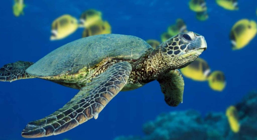 Quince países de América realizan en Ecuador un diagnóstico sobre la situación de las tortugas marinas para avanzar en su protección