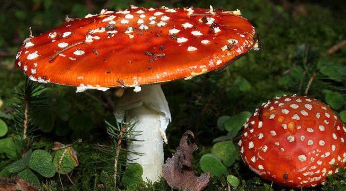 Lista de hongos más peligrosos
