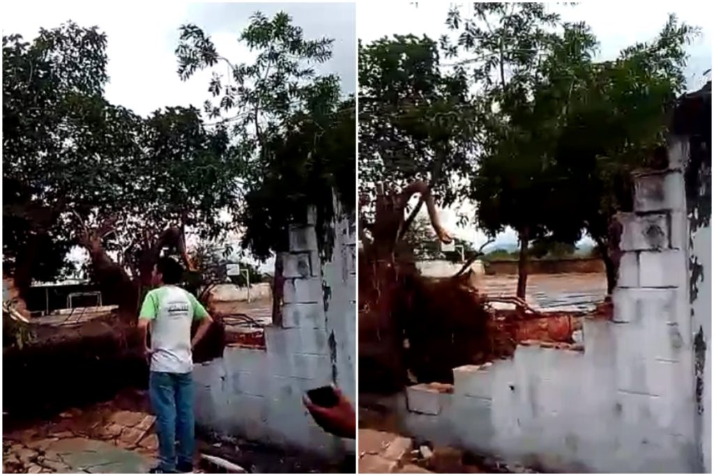 Lluvias y fuertes vientos colapsaron un árbol desde su raíz en La Isabelica