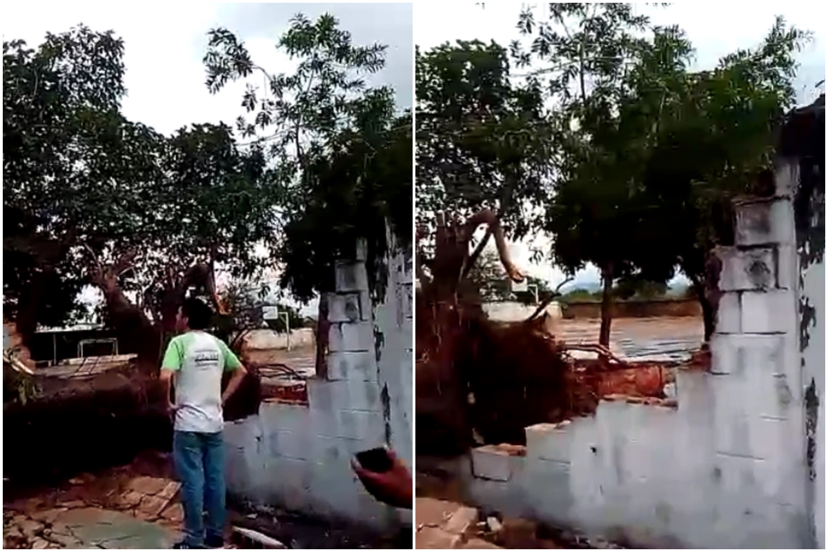 Lluvias y fuertes vientos colapsaron un árbol desde su raíz en La Isabelica