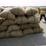 Producción de arroz creció 118% en la temporada 2022