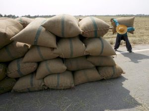 Producción de arroz creció 118% en la temporada 2022