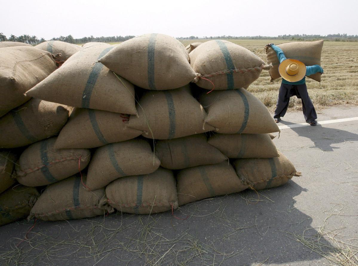 Producción de arroz creció 118% en la temporada 2022
