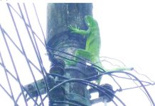 La iguana se metió en una subestación de la red eléctrica de Lake Worth Beach. Foto archivo: Cortesía Sun Sentinel
