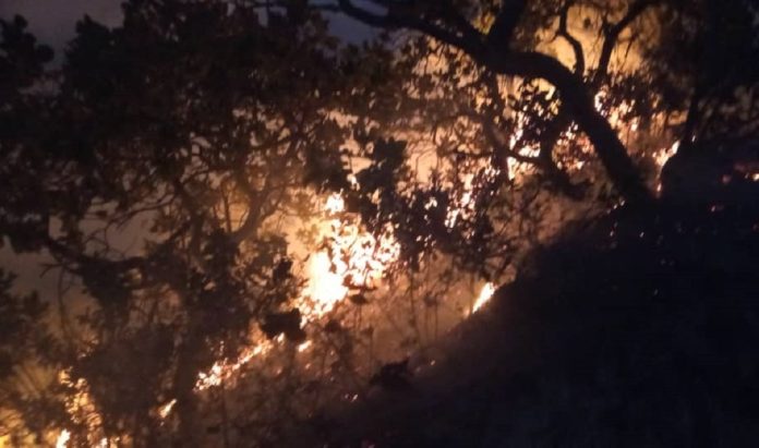 Reportado nuevo incendio forestal en el parque nacional San Esteban