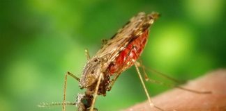 Detectados 89 casos de malaria en el municipio Río Negro de Amazonas
