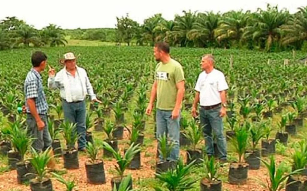 desarrollar la palma aceitera con Colombia