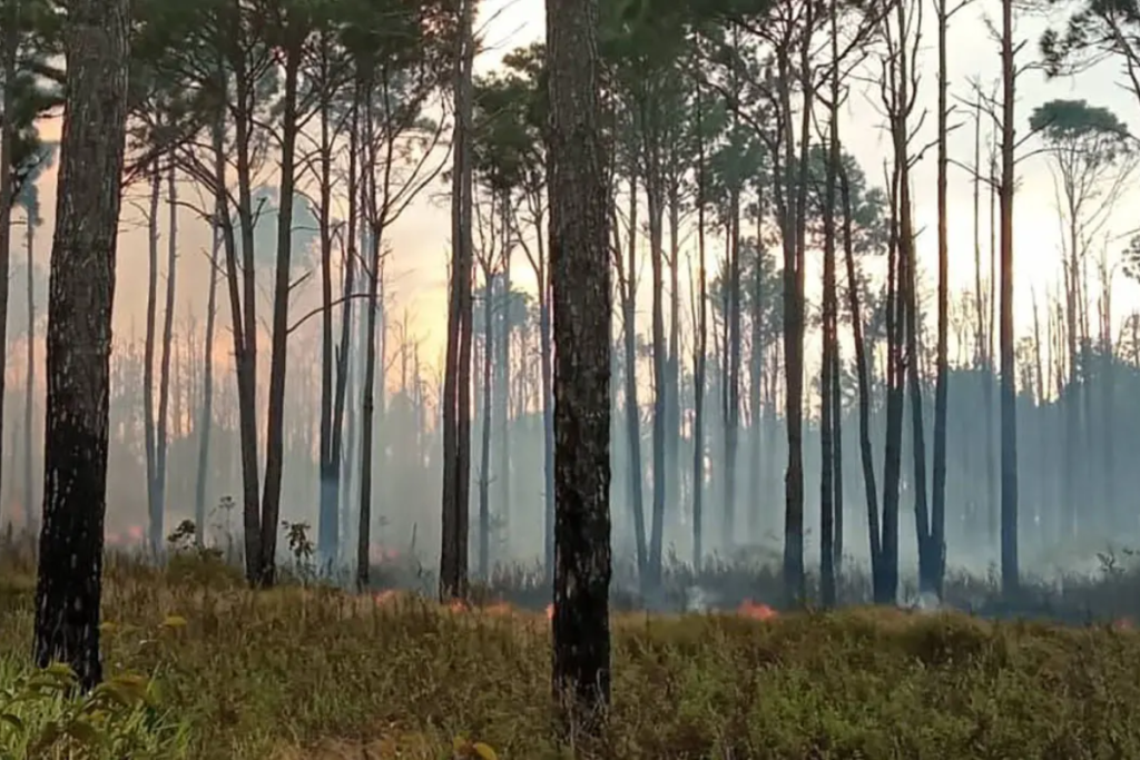 Maduro asegura que incendios registrados en Venezuela son provocados para generar zozobra